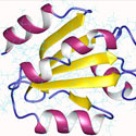 Thioredoxine