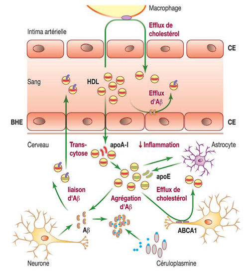 HDL et maladies neurodégénératives - Nouvelle Société Francophone ...