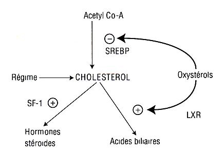 Rôle du cholestérol et de ses métabolites - Nouvelle Société ...